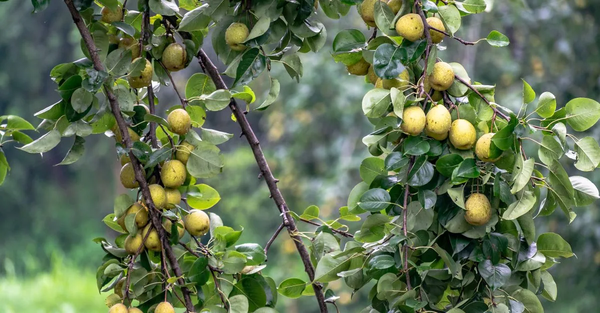 découvrez la distance idéale de plantation pour les arbres fruitiers afin d'assurer une croissance optimale et une récolte abondante.