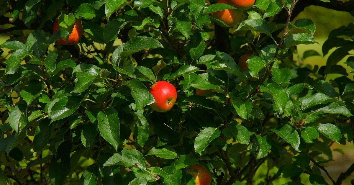 découvrez le meilleur moment pour planter vos arbres fruitiers et garantir une croissance optimale de vos fruits.