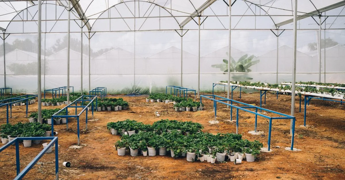 découvrez tout sur les pépinières et la plantation : conseils pratiques, choix des plantes, techniques de culture et entretien pour réussir votre jardin.