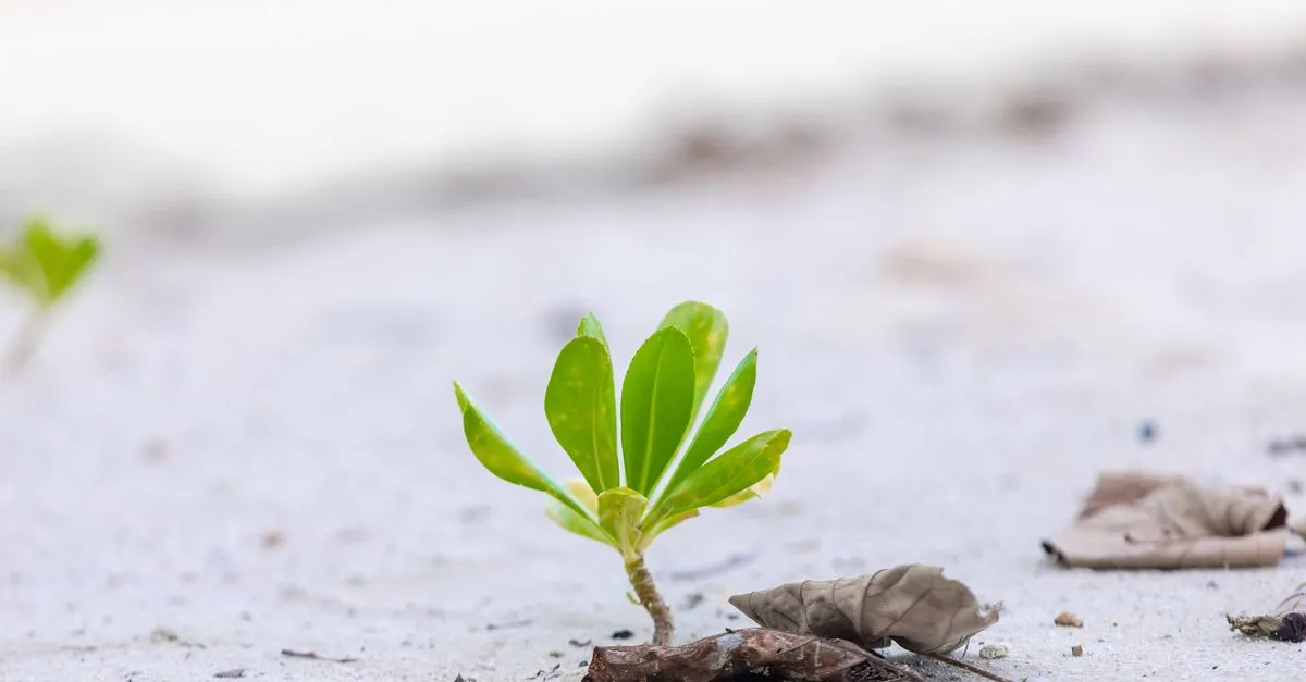 découvrez des méthodes efficaces pour la récupération des plantes et redonnez vie à vos végétaux avec nos conseils de jardinage experts.