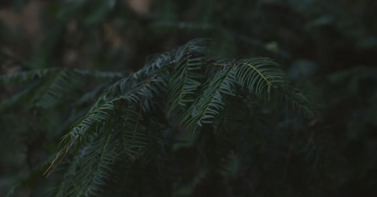 découvrez l'importance de la profondeur de plantation pour assurer la croissance optimale de vos plantes et réussir votre jardinage.