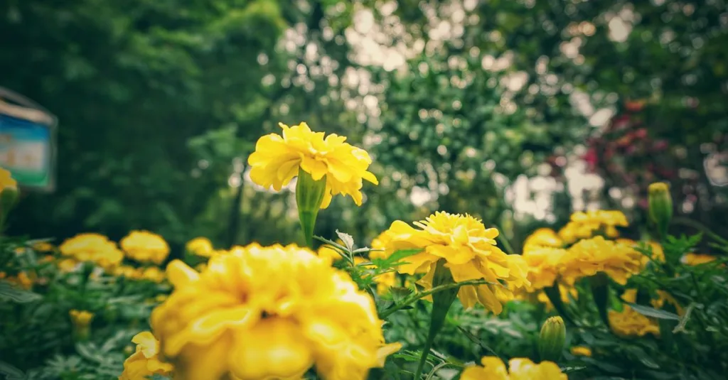 découvrez l'importance de la profondeur de plantation pour assurer une croissance optimale de vos plantes et réussir votre jardin.