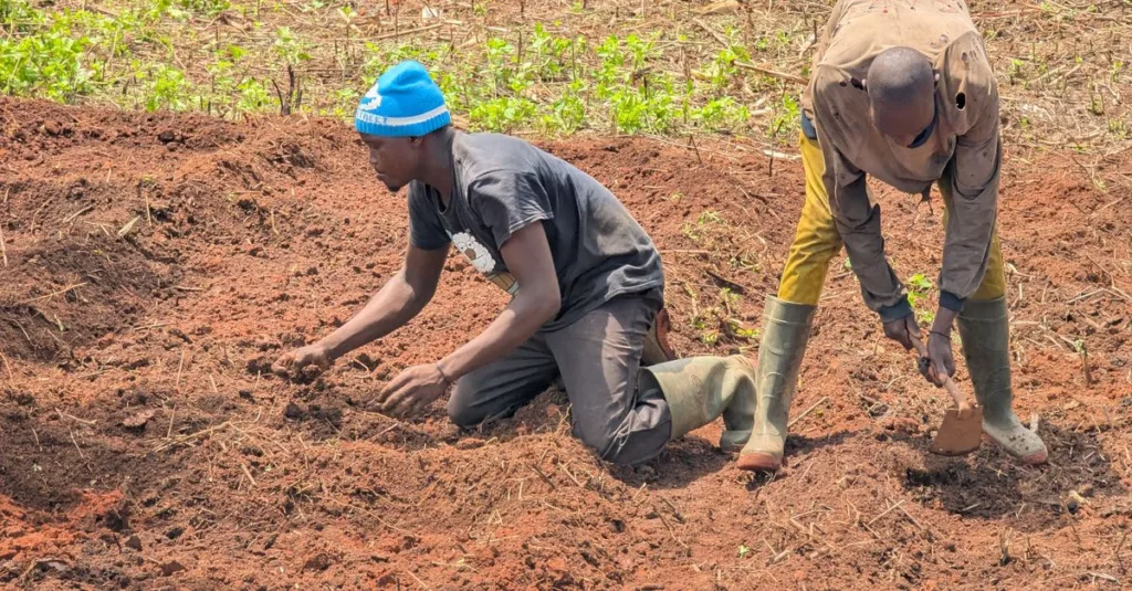 préparation du trou de plantation : conseils et étapes pour creuser un trou adapté à la plantation, assurant la santé et la croissance optimale de vos plantes.
