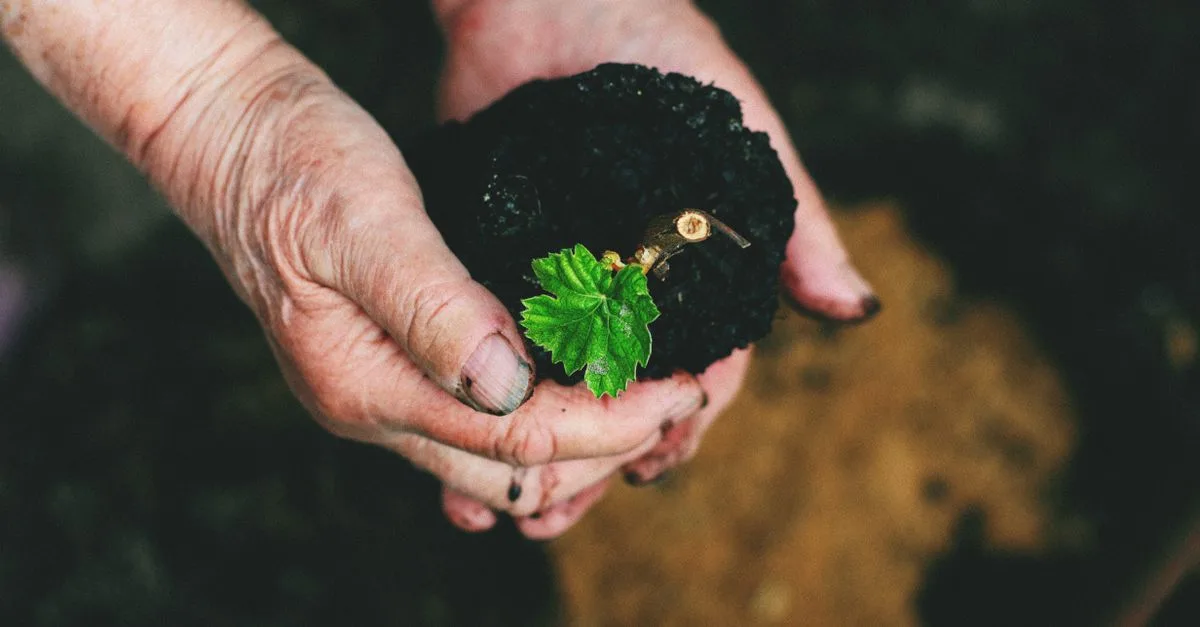 conseils pour la plantation d'arbres en sol humide et prévention de la pourriture des racines afin d'assurer une croissance saine.