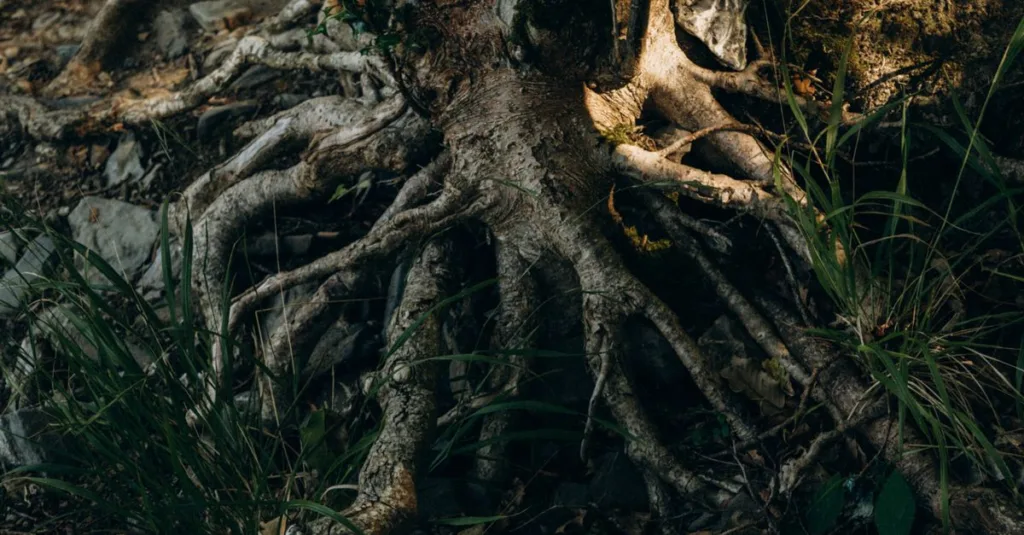 conseils pour la plantation d'arbres dans un sol humide et prévention de la pourriture des racines afin d'assurer une croissance saine et durable.