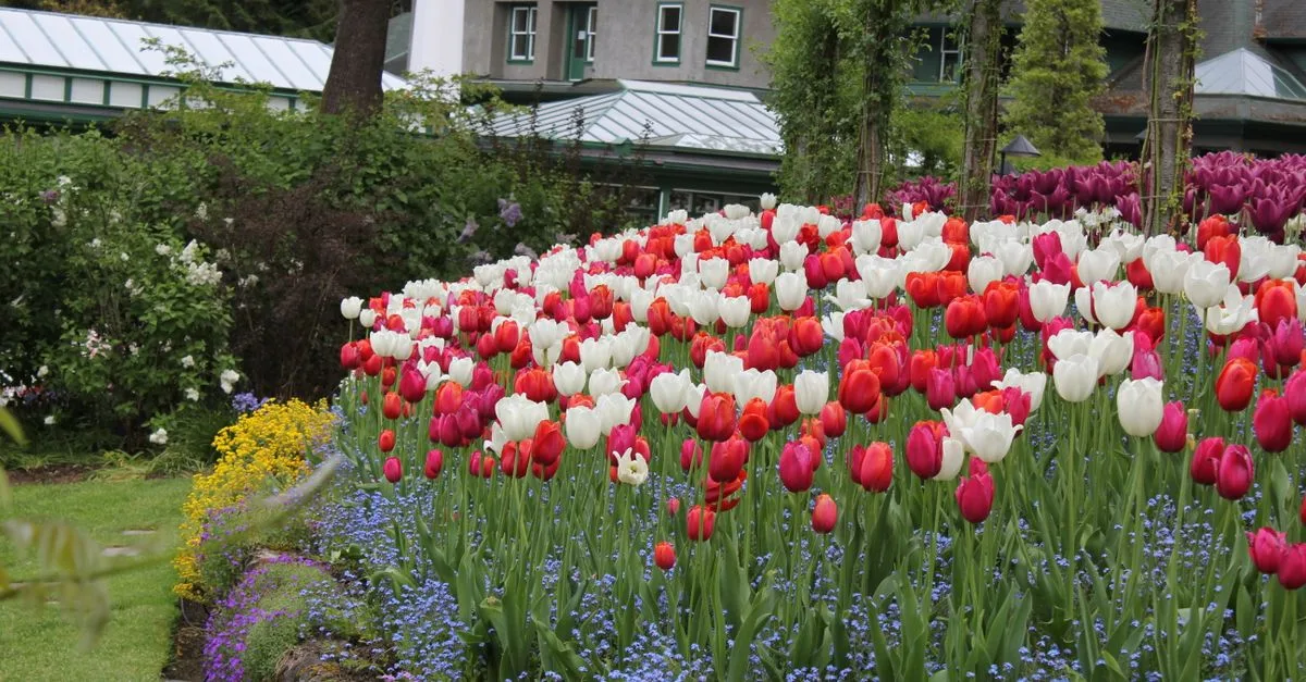 découvrez des inspirations et conseils pour un design de jardin coloré, alliant harmonie des plantes et créativité pour un extérieur vivant et accueillant.