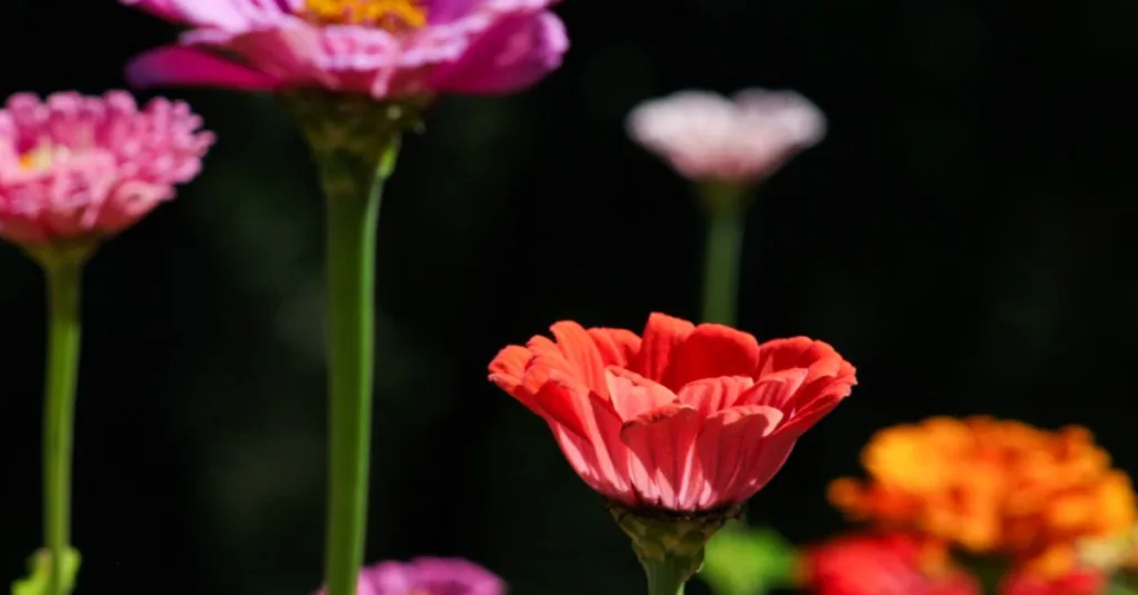 découvrez des idées inspirantes pour un design de jardin coloré alliant créativité, diversité florale et ambiance chaleureuse.
