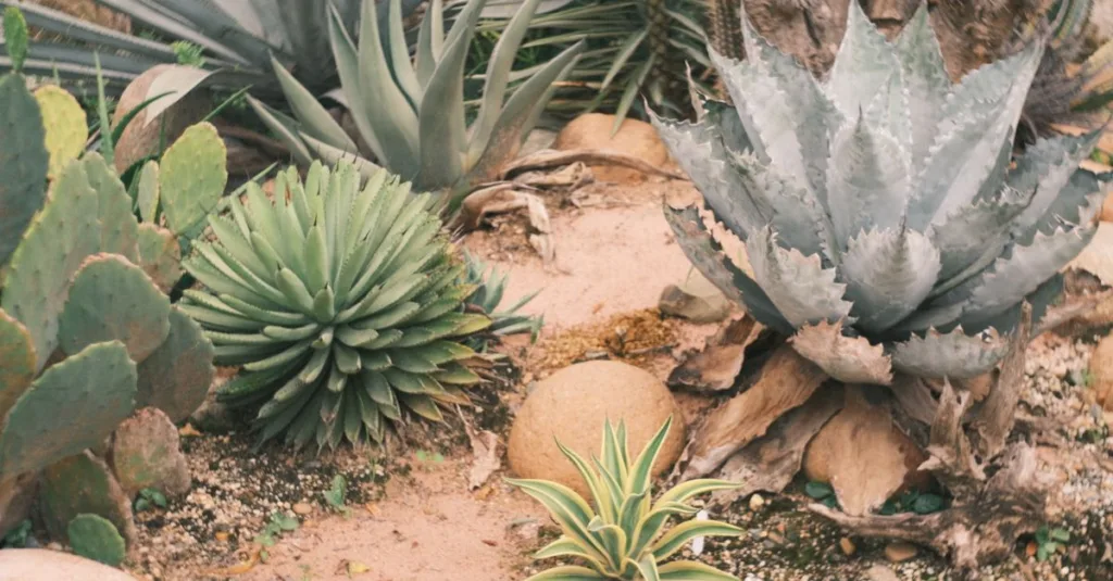 découvrez des plantes tolérantes à la sécheresse, idéales pour des jardins résistants et économes en eau, adaptées aux climats arides.