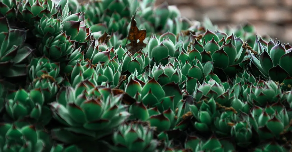 découvrez notre sélection de plantes tolérantes à la sécheresse, idéales pour un jardin durable et facile à entretenir même en période de faible arrosage.