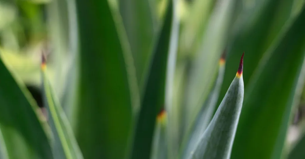découvrez notre sélection de plantes tolérantes à la sécheresse, idéales pour un jardin résistant au manque d'eau et faciles à entretenir.