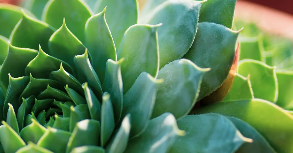 découvrez notre sélection de plantes résistantes à la sécheresse, idéales pour un jardin durable et économe en eau.