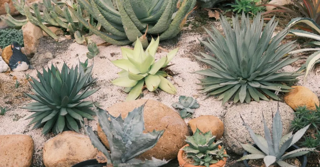 découvrez notre sélection de plantes tolérantes à la sécheresse, idéales pour un jardin résistant et économe en eau.