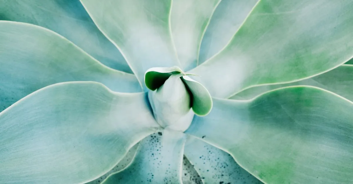 découvrez une sélection de plantes résistantes à la sécheresse, idéales pour des jardins économes en eau et faciles d'entretien.