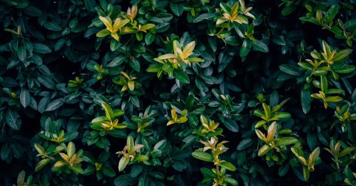 découvrez notre sélection de plantes persistantes qui gardent leur feuillage toute l'année, apportant verdure et fraîcheur à votre jardin en toute saison.