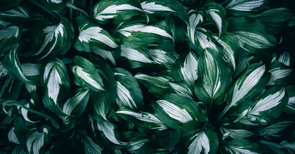 découvrez notre sélection de plantes à feuillage persistant pour un jardin verdoyant toute l'année. astuces et conseils d'entretien pour vos plantes evergreen.