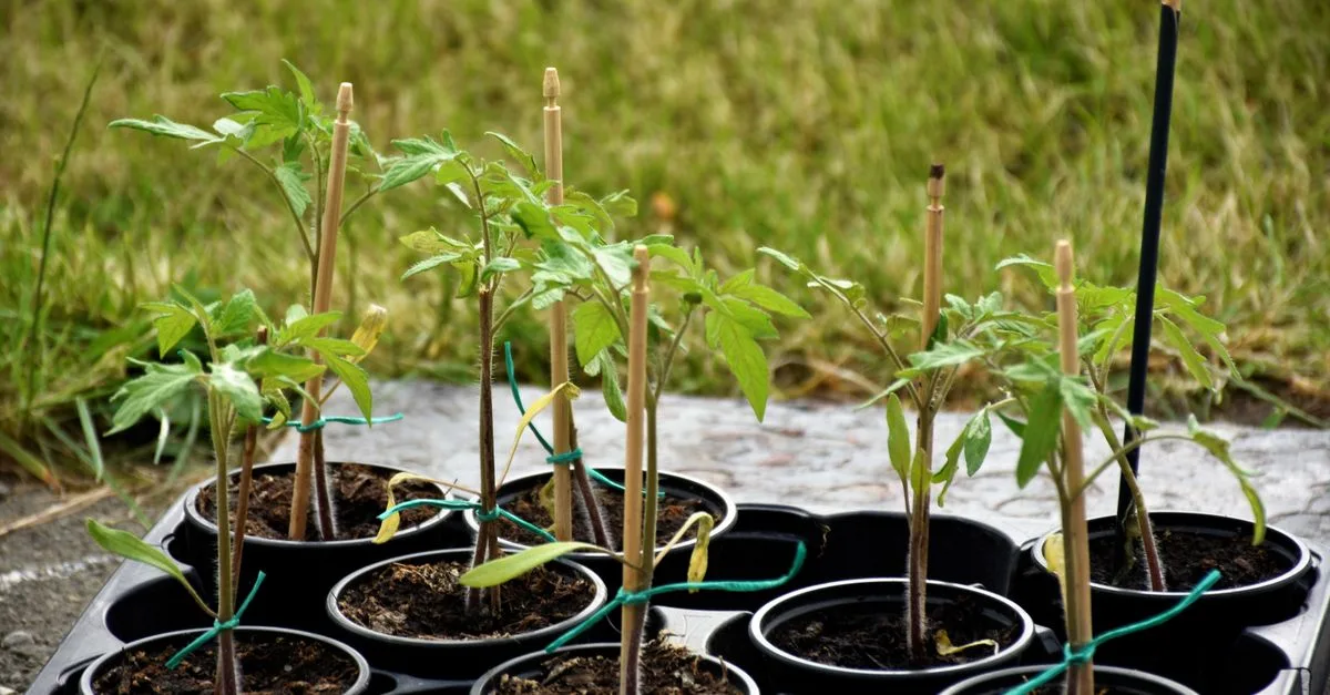découvrez notre sélection de plantes à croissance rapide, parfaites pour embellir rapidement votre jardin ou votre intérieur avec verdure et fraîcheur.