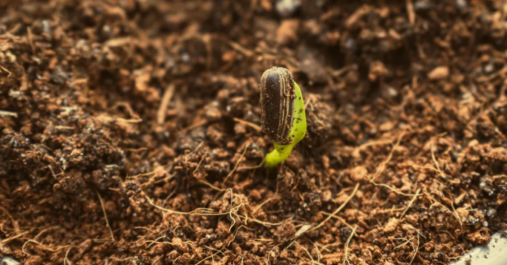 découvrez notre sélection de plantes à croissance rapide pour embellir votre jardin en un rien de temps. idéales pour les jardiniers impatients et les espaces à végétaliser rapidement.