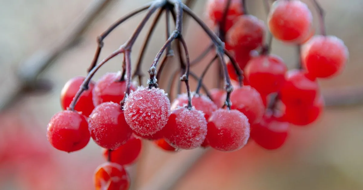 découvrez notre sélection de plantes résistantes au gel, parfaites pour embellir votre jardin même pendant les périodes froides.