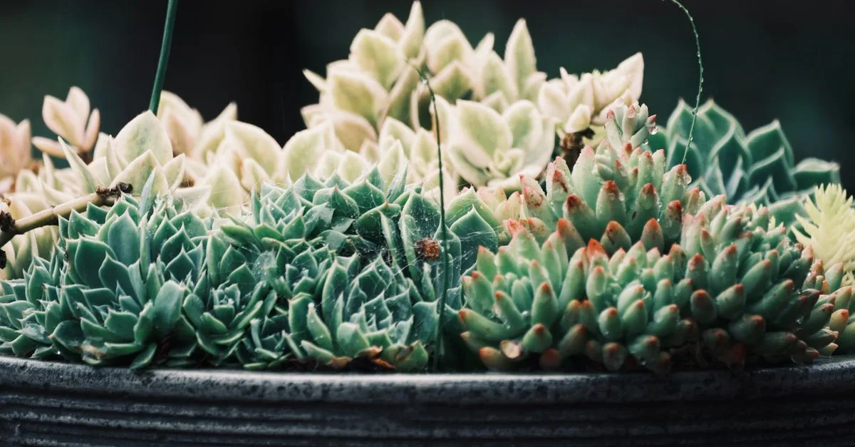 découvrez des idées innovantes et des conseils pratiques pour créer un design de jardin unique et harmonieux, adapté à vos goûts et à votre espace extérieur.