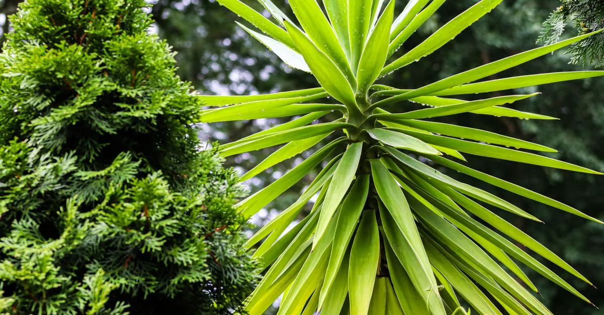 découvrez des idées de design de jardin mettant en valeur les plantes à feuillage persistant pour créer un espace vert toute l'année.