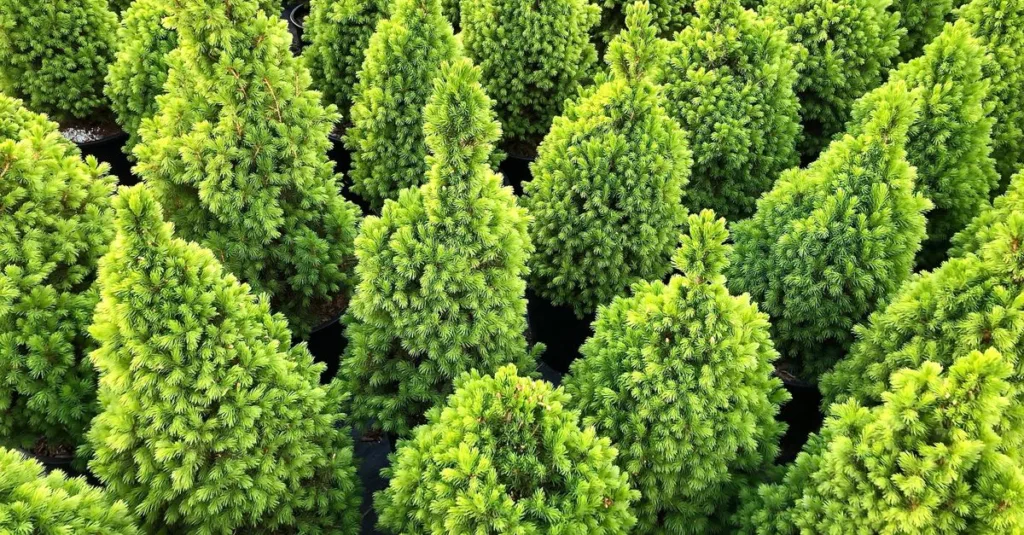 découvrez comment créer un jardin magnifique et durable grâce à un design avec des plantes persistantes, assurant couleur et verdure toute l'année.