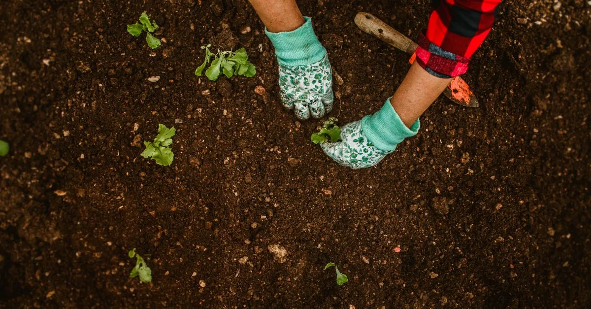 découvrez comment verdir votre jardin même avec un sol pauvre grâce à des techniques simples et efficaces pour améliorer la qualité du sol et favoriser la croissance des plantes.