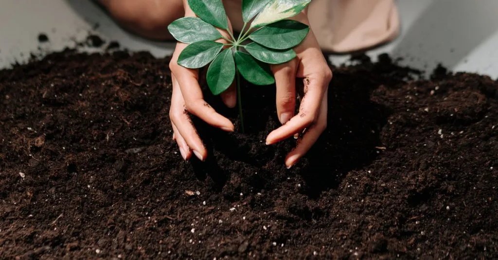 améliorez la verdure de votre jardin même avec un sol pauvre grâce à nos conseils et techniques de jardinage adaptés.