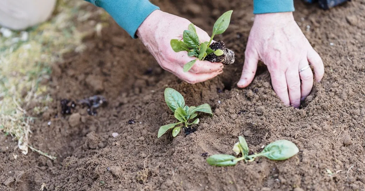 préparez votre jardin pour l'hiver avec nos conseils pratiques afin de protéger vos plantes et assurer un beau printemps.