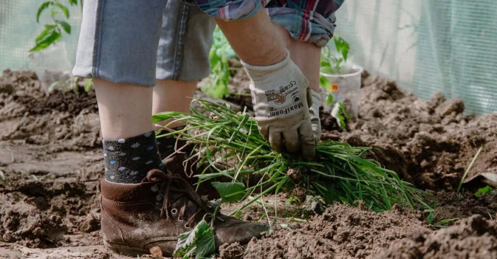 préparez votre jardin pour l'hiver avec nos conseils pratiques pour protéger vos plantes, entretenir le sol et assurer un beau printemps.
