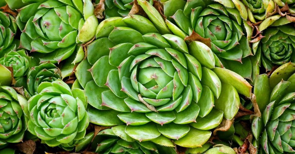découvrez des plantes tolérantes à la chaleur, parfaites pour les jardins exposés au soleil et aux températures élevées. conseils pour choisir et entretenir ces plantes résistantes à la sécheresse.