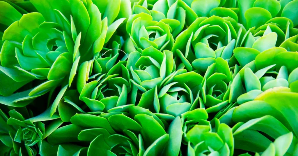 découvrez notre sélection de plantes résistantes à la chaleur, idéales pour embellir votre jardin même par fortes températures.