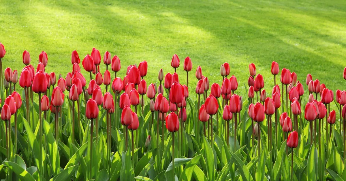 découvrez des idées innovantes de conception de jardin sans pelouse pour un espace extérieur esthétique, écologique et facile d'entretien.