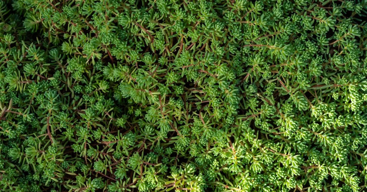 découvrez des plantes de jardin faciles d'entretien pour un espace extérieur magnifique sans effort.