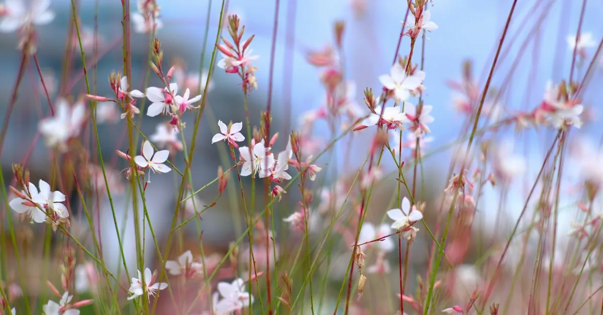 découvrez des plantes à floraison longue et faciles d'entretien pour embellir votre jardin sans effort.