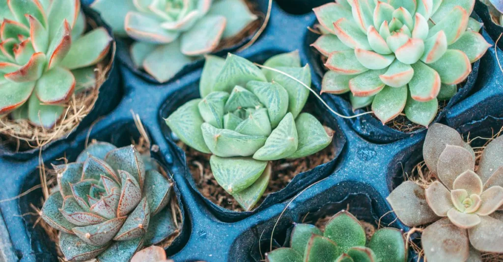 découvrez des plantes à faible entretien qui fleurissent longtemps, idéales pour embellir votre jardin sans effort.