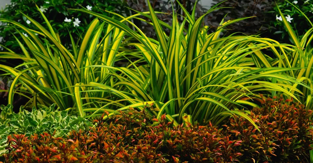 découvrez les plantes idéales pour créer une séparation naturelle dans votre jardin, alliant esthétique et fonctionnalité pour un espace extérieur harmonieux.