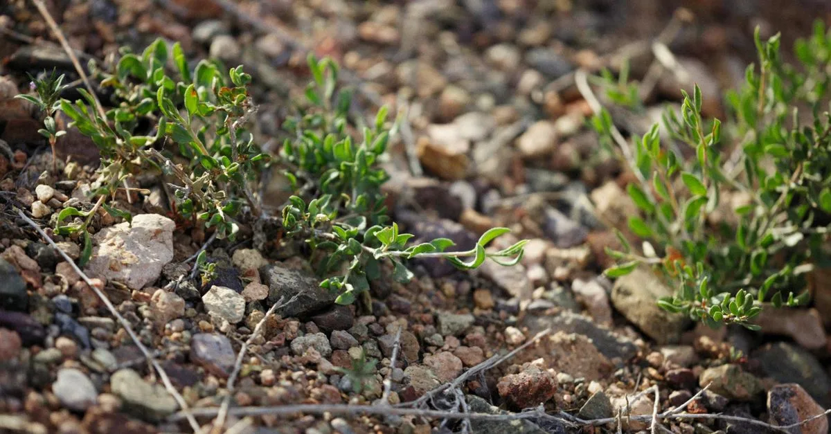 découvrez des plantes faciles à cultiver adaptées aux sols pauvres et rocheux pour un jardin résistant et magnifique malgré les conditions difficiles.