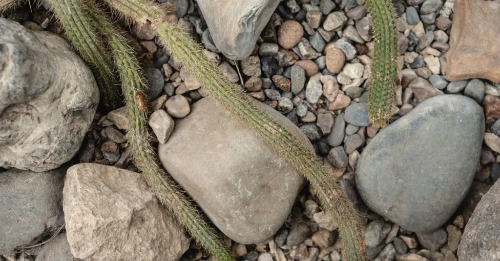 découvrez les meilleures plantes adaptées aux sols pauvres et rocheux pour un jardin robuste et facile à entretenir.