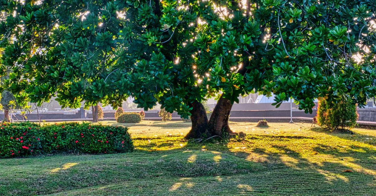 découvrez les meilleures plantes adaptées pour pousser sous les arbres, idéales pour aménager et embellir les espaces ombragés de votre jardin.