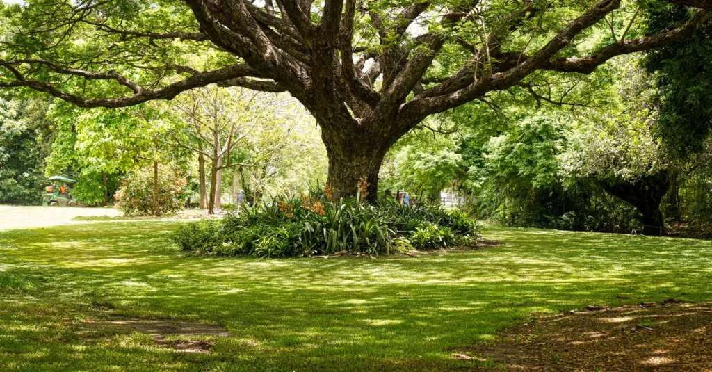 découvrez les meilleures plantes adaptées pour pousser sous les arbres, apportant beauté et fraîcheur à vos espaces ombragés.