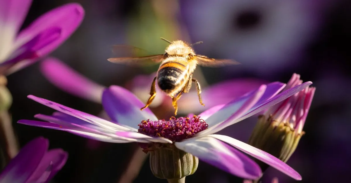 découvrez les meilleures plantes pour attirer les abeilles dans votre jardin et favoriser la biodiversité.