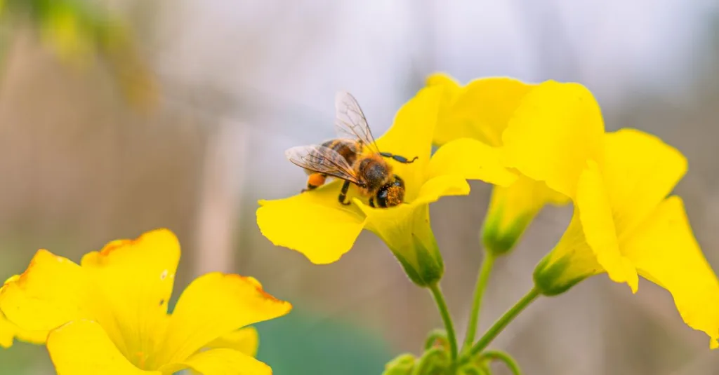 découvrez les meilleures plantes pour attirer les abeilles et favoriser la biodiversité dans votre jardin.