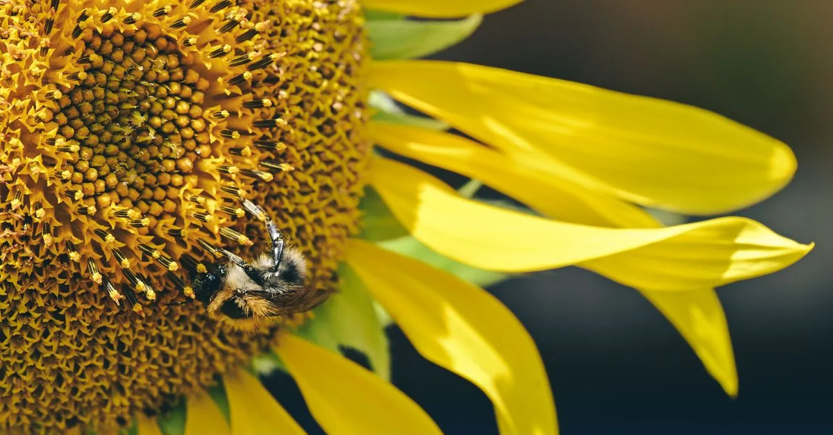 découvrez comment créer un jardin favorable aux pollinisateurs pour attirer abeilles, papillons et autres insectes essentiels à la biodiversité et à la santé de votre jardin.