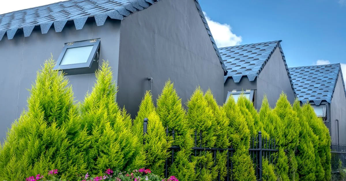 découvrez notre sélection de plantes d'intérieur idéales pour créer des espaces intimes et protéger votre vie privée tout en ajoutant une touche naturelle à votre décoration.