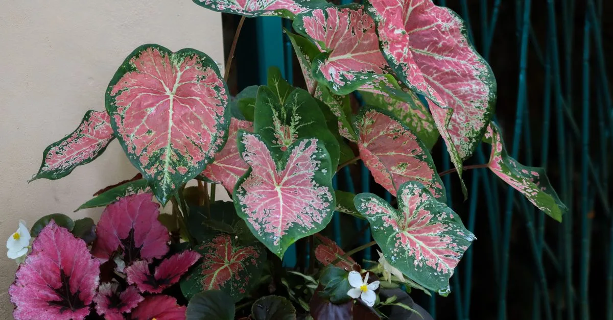 découvrez notre sélection de plantes adaptées aux jardins ombragés pour créer un espace verdoyant et accueillant même sans lumière directe.