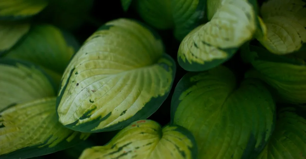 découvrez notre sélection de plantes pour jardins ombragés, idéales pour illuminer et embellir les espaces à faible luminosité.