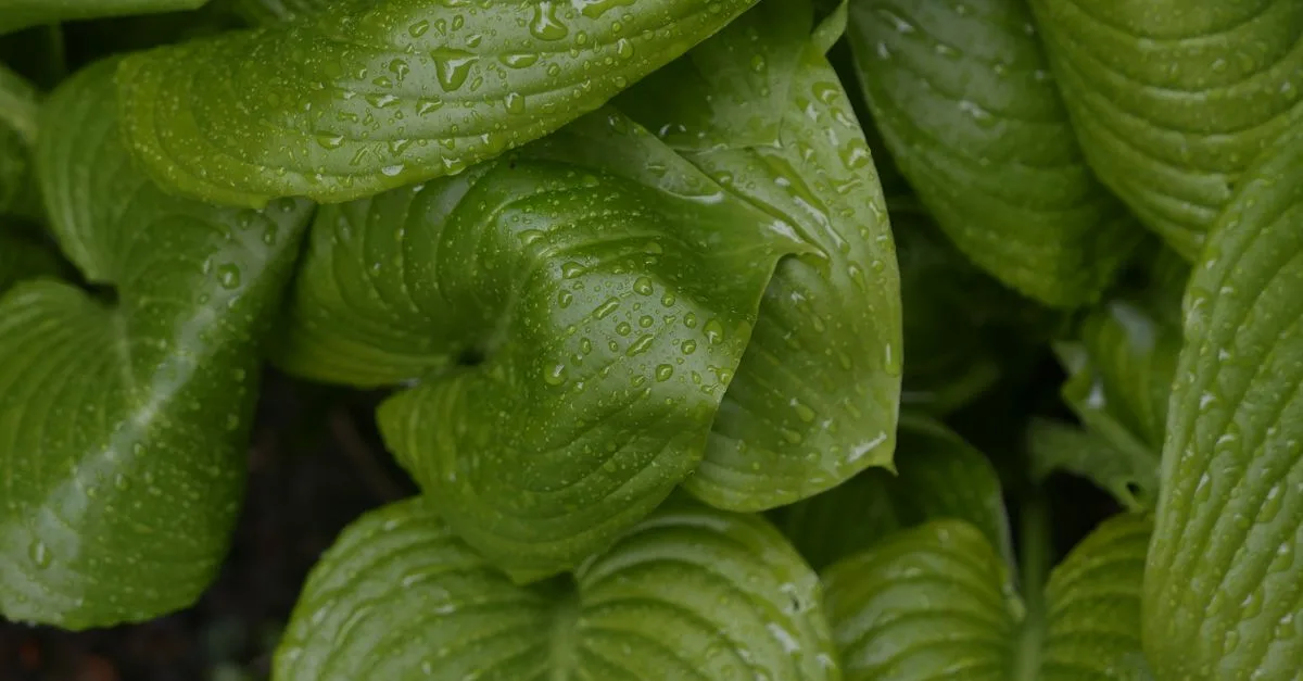 découvrez notre sélection de plantes d'ombre idéales pour embellir les espaces peu ensoleillés de votre jardin avec style et facilité.