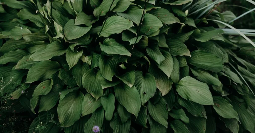 découvrez notre sélection de plantes d'ombre idéales pour embellir et verdir les endroits peu ensoleillés de votre jardin.