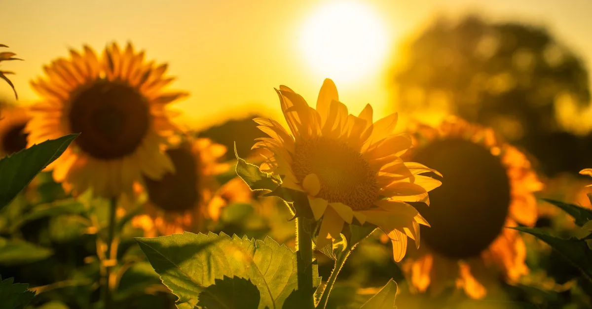 découvrez notre sélection de plantes qui aiment le soleil, parfaites pour embellir vos espaces ensoleillés avec éclat et vitalité.