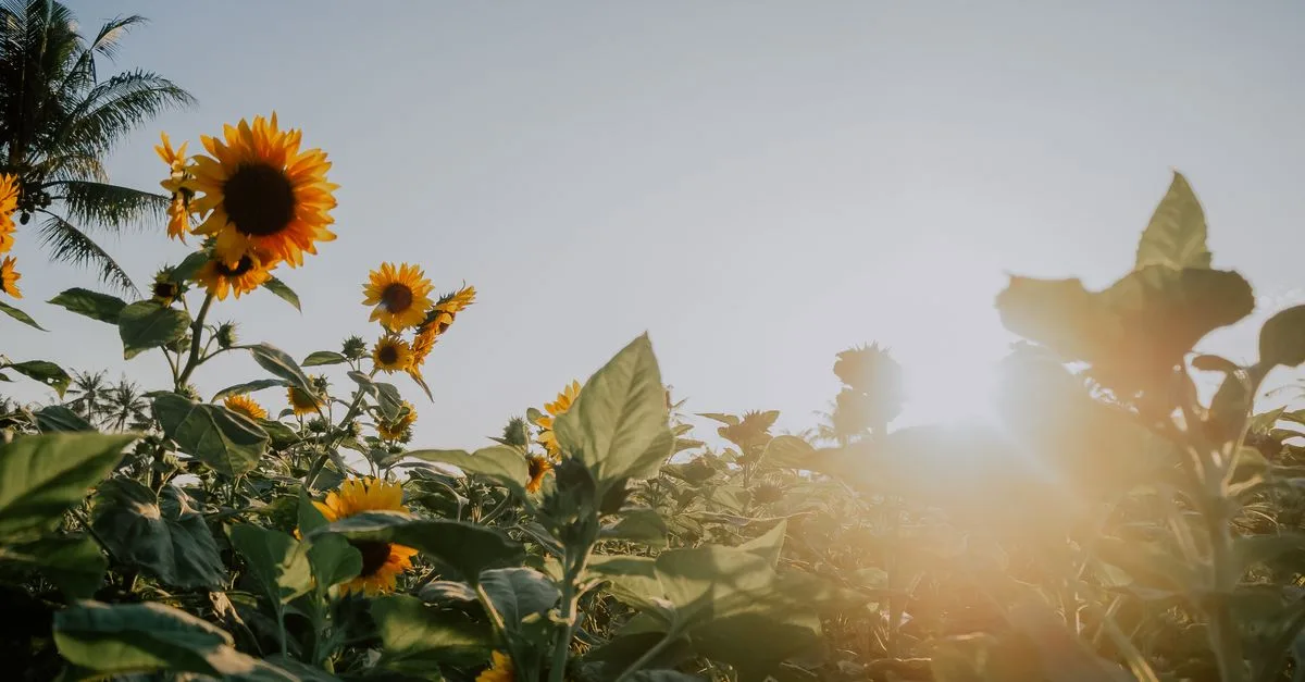 découvrez notre sélection de plantes aimant le soleil, parfaites pour embellir vos espaces extérieurs en plein éclat.
